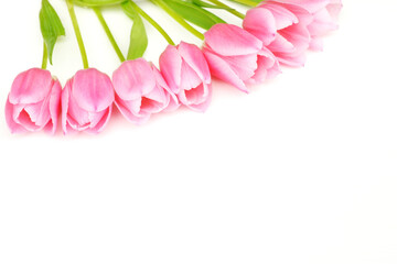 Rosa Tulpen auf weißem Hintergrund
