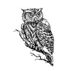 The western screech owl (Megascops kennicottii) sitting on branch,, doodle black ink drawing, woodcut style