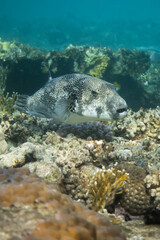 Portrait of starry puffer (Arothron stellatus) in Egypt