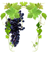 Grappe de raisin et pampres de vignes, fond blanc 