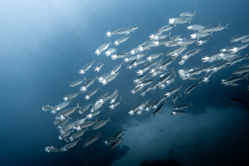 school of Indian mackerel (Rastrelliger kanagurta) in egypt