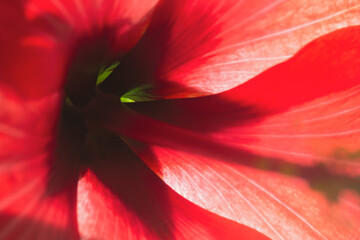 closeup of hibiscus flower © Viviana