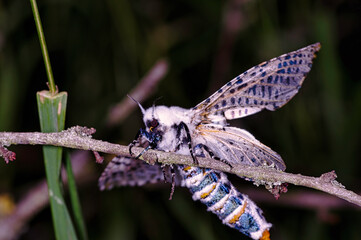 Macro