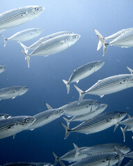 close up of Indian mackerel (Rastrelliger kanagurta)