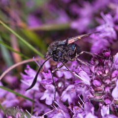 macro