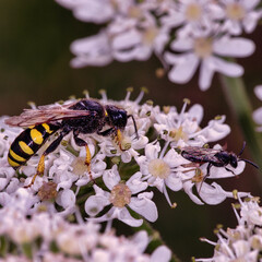 macro