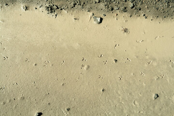 Bird footprints in the mud 