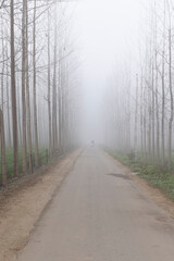 single lane road passing through agricultural fields covered by dense fog in rural india