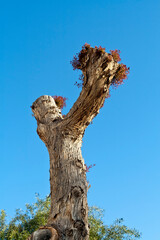 Fototapeta na wymiar Dry tree trunk with fresh leaves