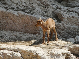 Cr&iacute;a de Arru&iacute; Sahariano (Ammotragus lervia) en la finca experimental "La Hoya", en Almer&iacute;a, Espa&ntilde;a