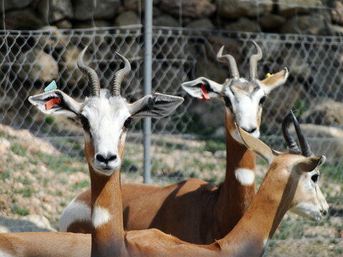 Tres ejemplares de gacela (Nanger dama), en grave peligro de extinci&oacute;n, en la finca experimental "La Hoya", en Almer&iacute;a, Espa&ntilde;a