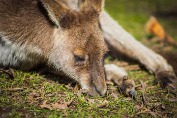 Kangaroo hanging out in the sun