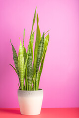 Dracaena trifasciata, mother-in-law's tongue, Saint George's sword, snake plant shot on a pink background with copy space