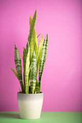 Dracaena trifasciata, mother-in-law's tongue, Saint George's sword, snake plant shot on a pink background with copy space