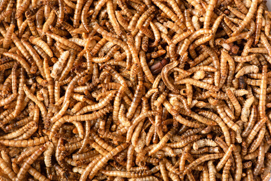 Horizontal macro, close up photograph of dried meal worms shot from above