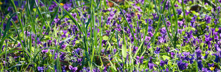 Panorama d'un parterre de fleurs de violette (viola odorata) recouvrant une pelouse