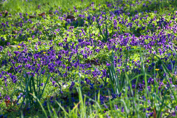 Parterre de fleurs de violette (viola odorata) recouvrant une pelouse