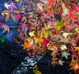 autumn leaves
