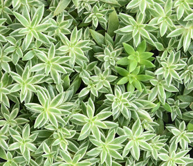 Natural green leaf background