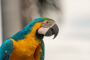 Close-up of beautiful colored macaw posing in an open space, in the middle of nature.