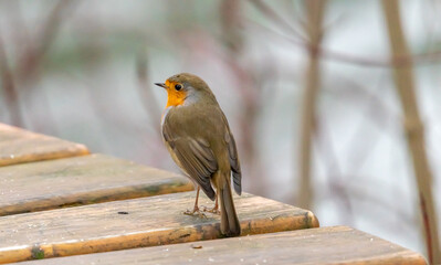 Close up of red robin bird  (Erithacus rubecula) in winter time