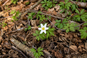 White anemone flower among the foliage. Spring Flower