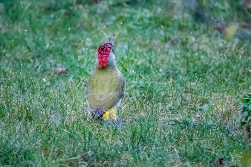 Male Green Woodpecker (Picus viridis) feeding on garden lawn