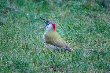 Male Green Woodpecker (Picus viridis) feeding on garden lawn