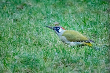 Male Green Woodpecker (Picus viridis) feeding on garden lawn
