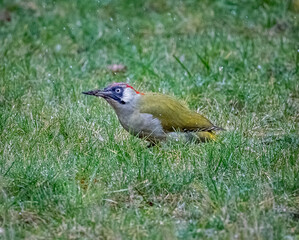 Male Green Woodpecker (Picus viridis) feeding on garden lawn
