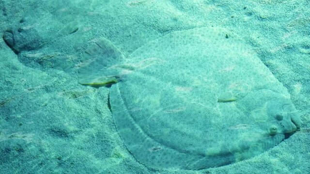 Two flatfishes on sand sea bottom underwater