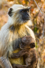 Fototapeta premium A Langur rests on the jungle floor free from predators