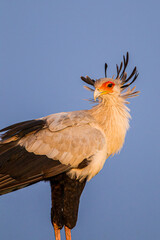 Secretarybird sits on top of a tree in the African sun