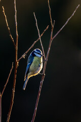 Blue Tit, Parus, caeruleus, sitting on a tree branch in winter time