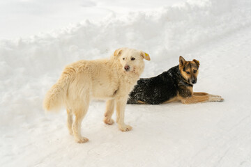 Homeless dogs on the street in winter. Chip on dogs ears, sterilization mark