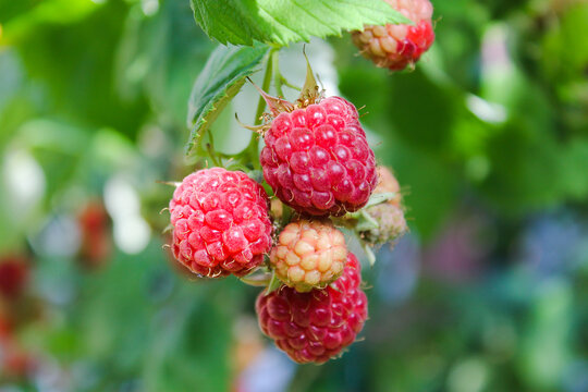 Fresh and sweet red raspberries branch on raspberry fruit garden background. Ripe organic raspberries harvest grow on farm plantation. Delicious red rasp berries bush closeup on orchard background