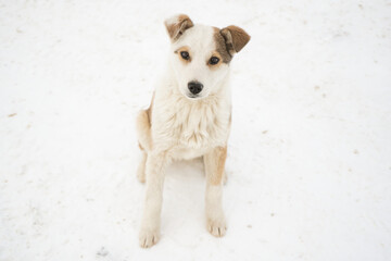 Obraz premium Portrait of a hungry mongrel puppy standing in the snow