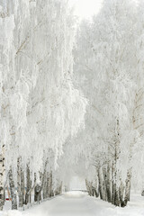 Road among frozen trees in city park, Russia in winter