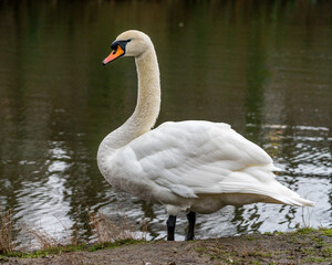Side View Of White Swan at the river