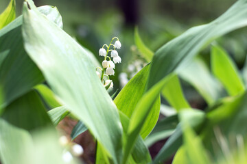 Obraz premium lily of the valley