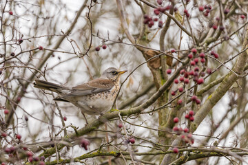 Fieldfare (Turdus pilaris) perched on a crabapple tree in a garden in the snow