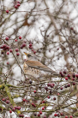 Fieldfare (Turdus pilaris) perched on a crabapple tree in a garden in the snow