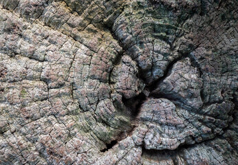 Natural background of the old stump of a big tree. Abstract wood textured.