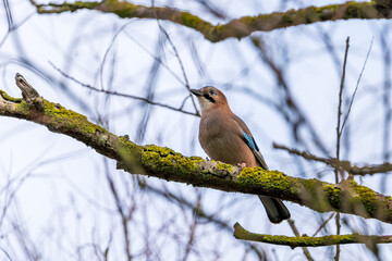 jaybird Garrulus glandarius on a tree branch in winter time