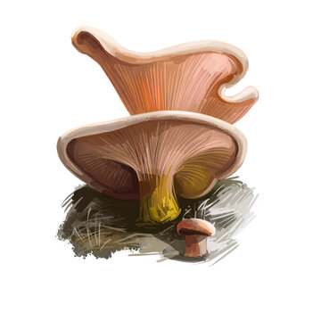 Panus conchatus or lilac oysterling mushroom closeup digital art illustration. Boletus has light orange cap and gills. Mushrooming season, plant of gathering plants growing in woods and forests
