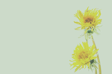 Żółte kwiaty mniszka (mlecza) wyizolowane na zielonym matowym tle - obrazy, fototapety, plakaty