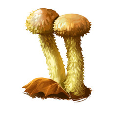 Pholiota flammans or flame scalecap mushroom closeup digital art illustration. Boletus has golden yellow fruit body. Cap and stem covered in sharp scales. Mushrooming season, plants growing in forest