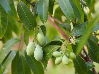 Thai Plango, Golden dragon, Sweet Yellow Marian Plum, as maprang fruit ripe fresh on tree blurred of nature background