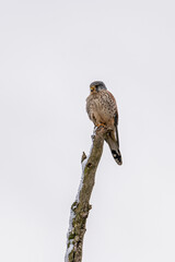Common Kestrel (Falco tinnunculus) resting on a tree watching out for prey in winter time