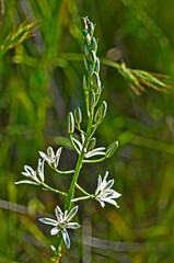 Anthericum liliago  St Bernard's Liy growing wild